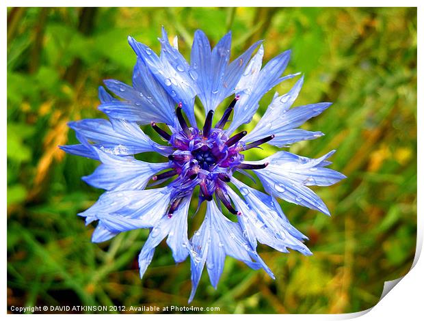 BLUE FLOWER AFTER THE RAIN Print by David Atkinson