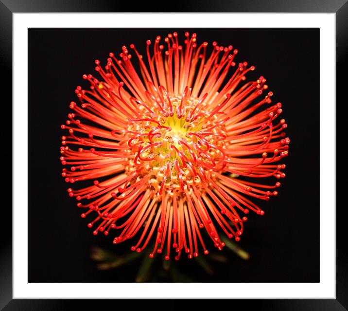 Pin cushion red spikey flower Framed Mounted Print by Charlotte Anderson