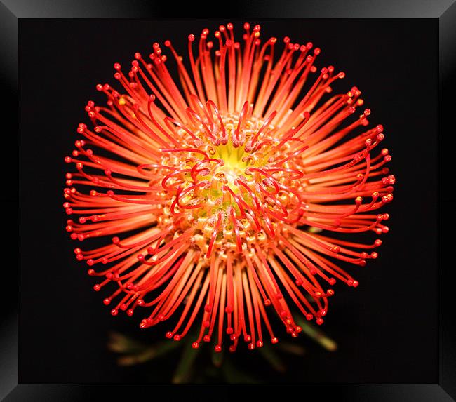 Pin cushion red spikey flower Framed Print by Charlotte Anderson