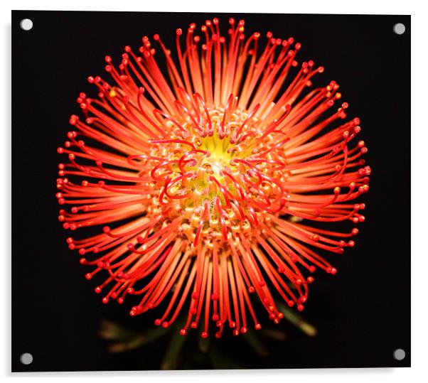 Pin cushion red spikey flower Acrylic by Charlotte Anderson