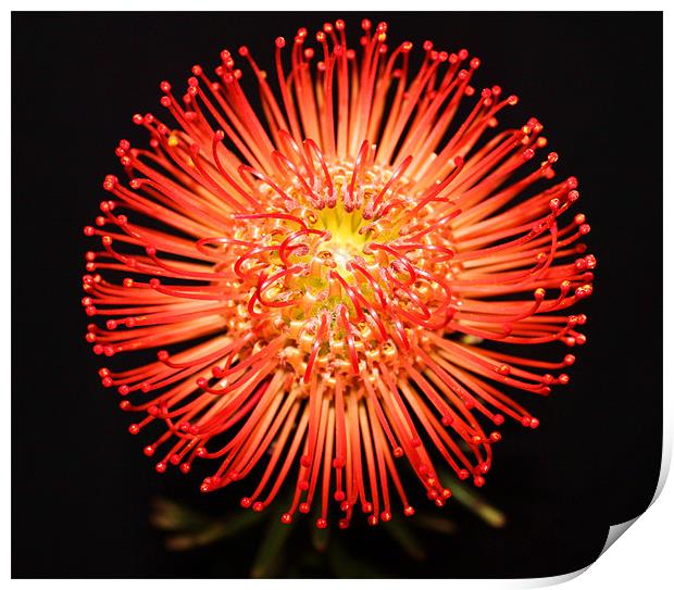 Pin cushion red spikey flower Print by Charlotte Anderson