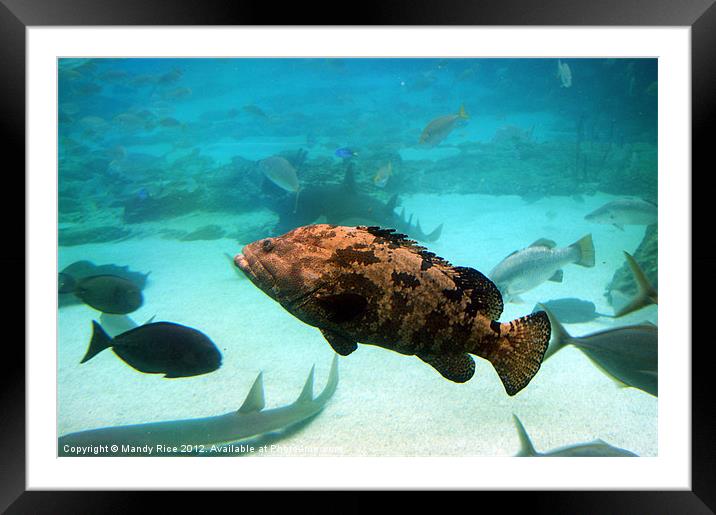 Brown Marine Fish Framed Mounted Print by Mandy Rice