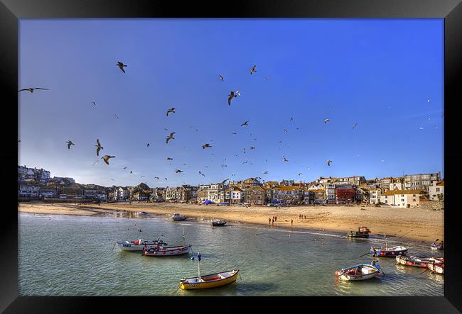 Seagulls Invade St Ives Cornwall Framed Print by Mike Gorton