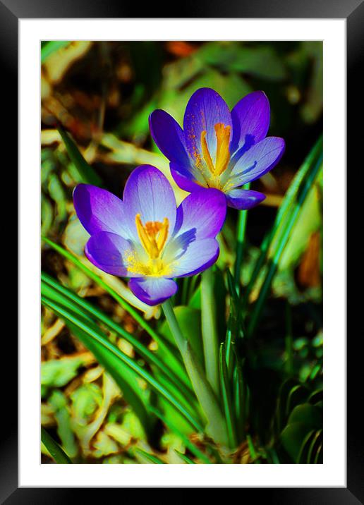 Shaded Crocus Framed Mounted Print by Kathleen Stephens