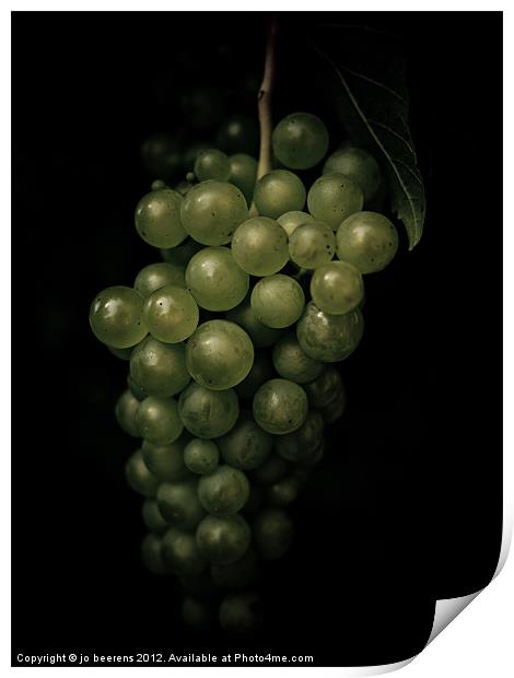 grapes Print by Jo Beerens