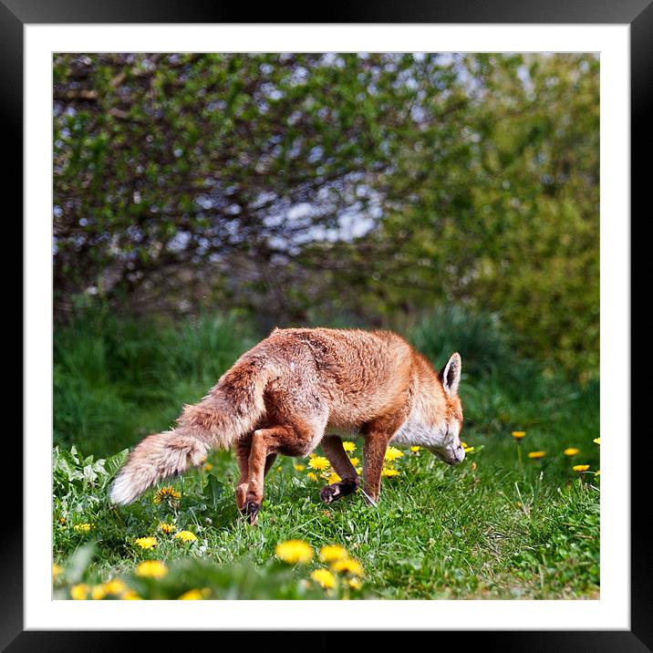 Fox on a hunt Framed Mounted Print by Stephen Mole