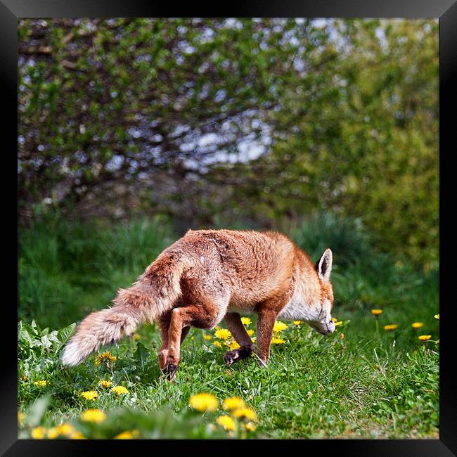 Fox on a hunt Framed Print by Stephen Mole