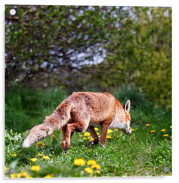 Fox on a hunt Acrylic by Stephen Mole