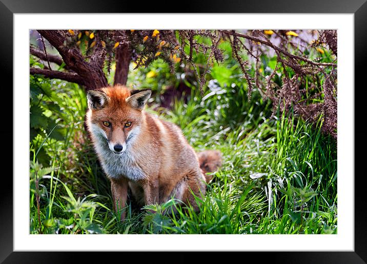 Red Fox Framed Mounted Print by Stephen Mole