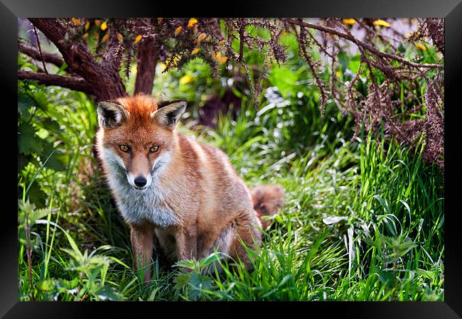 Red Fox Framed Print by Stephen Mole