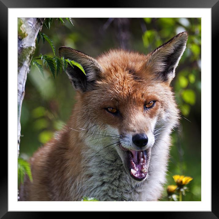 Red Fox Framed Mounted Print by Stephen Mole