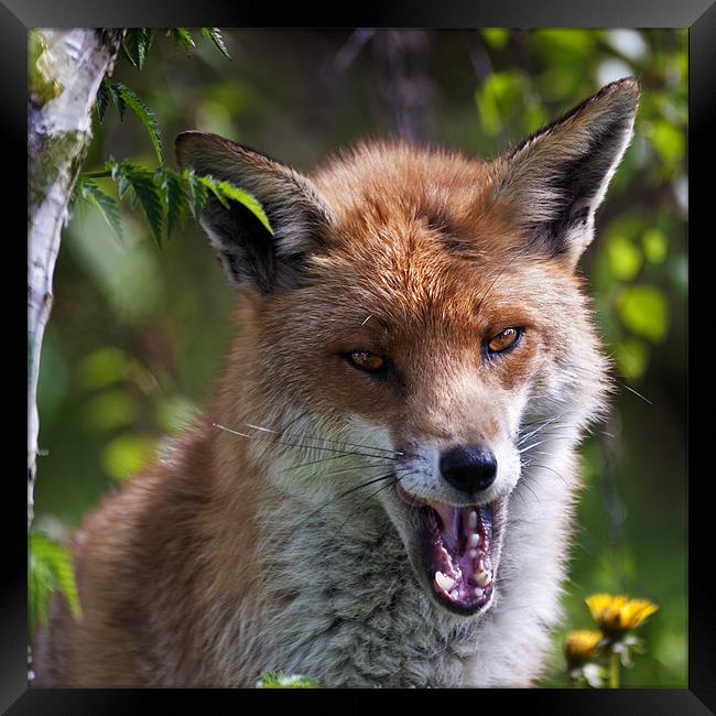 Red Fox Framed Print by Stephen Mole