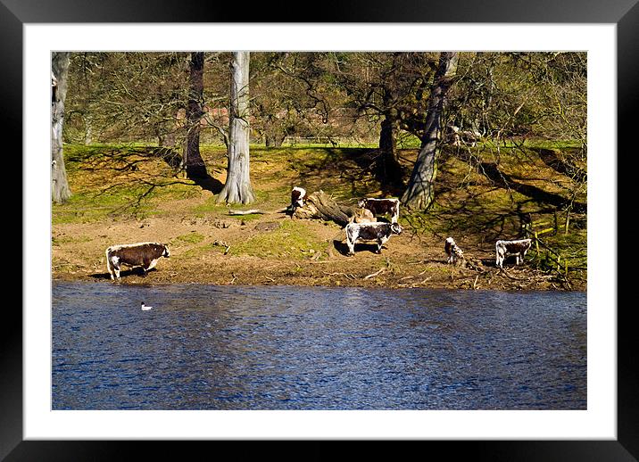 Grazing by the River Framed Mounted Print by John Ellis