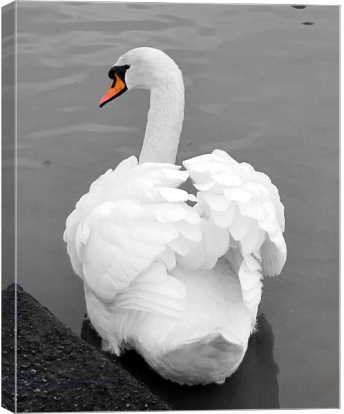 swan Canvas Print by sue davies