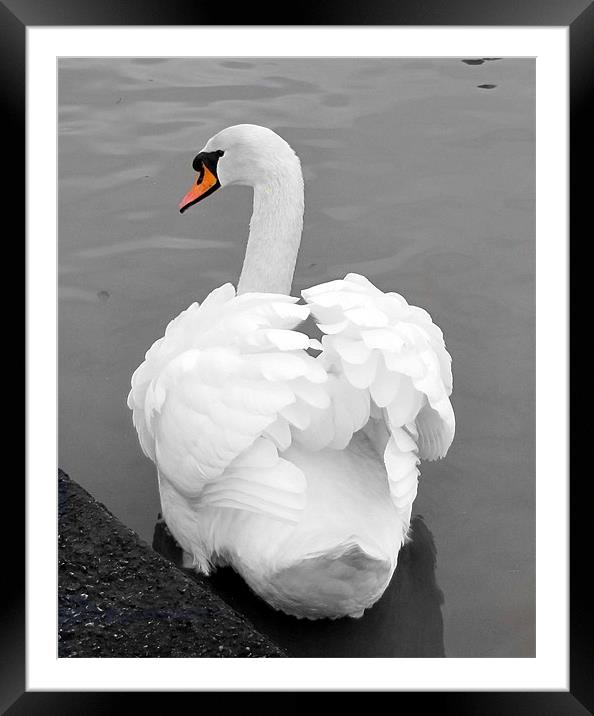 swan Framed Mounted Print by sue davies