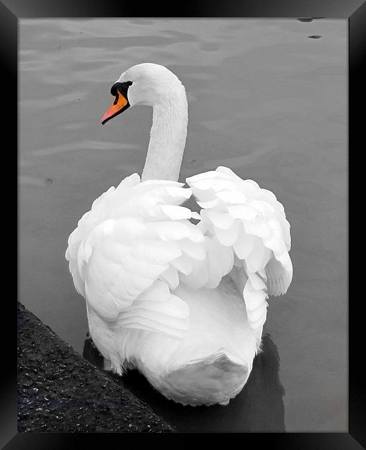 swan Framed Print by sue davies