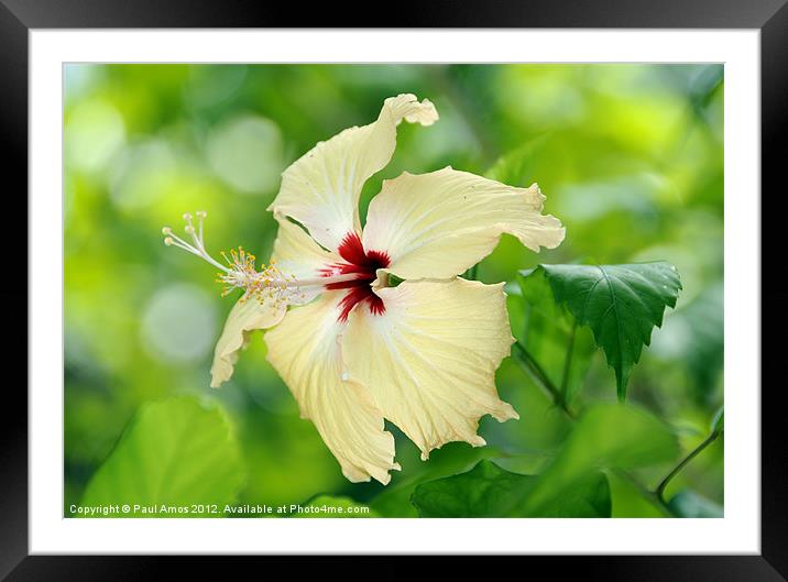 Maldives Blooms Framed Mounted Print by Paul Amos
