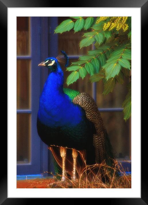 POSING AND LOVING IT Framed Mounted Print by Tom York