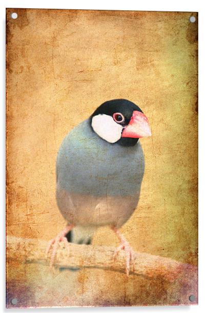 Java Sparrow Acrylic by Maria Tzamtzi Photography