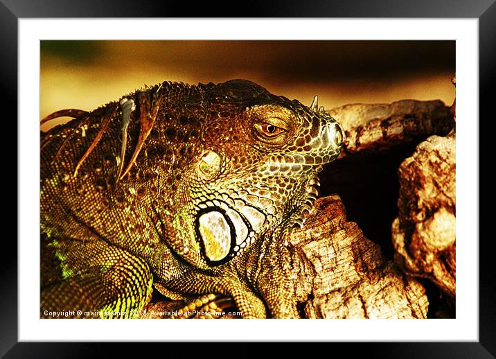 Green Iguana Framed Mounted Print by Maria Tzamtzi Photography