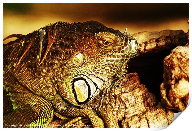 Green Iguana Print by Maria Tzamtzi Photography