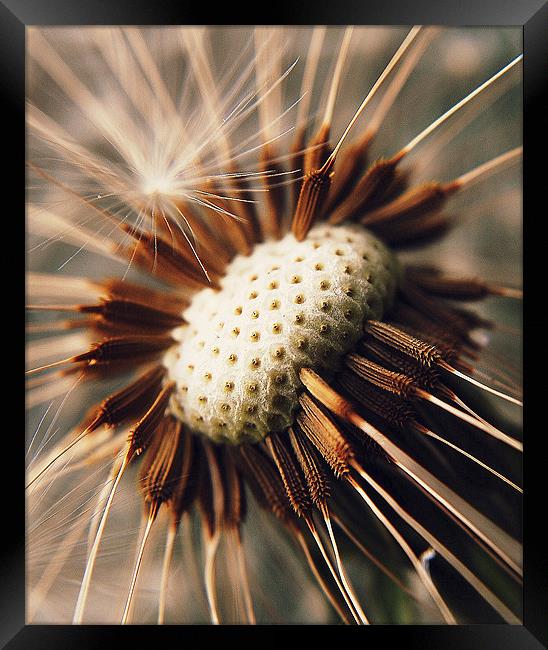Dandelion Seedhead Macro. Framed Print by Rosanna Zavanaiu
