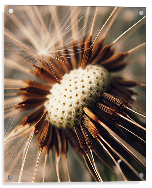 Dandelion Seedhead Macro. Acrylic by Rosanna Zavanaiu