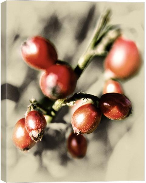 Berry Red Pic Canvas Print by Fraser Hetherington