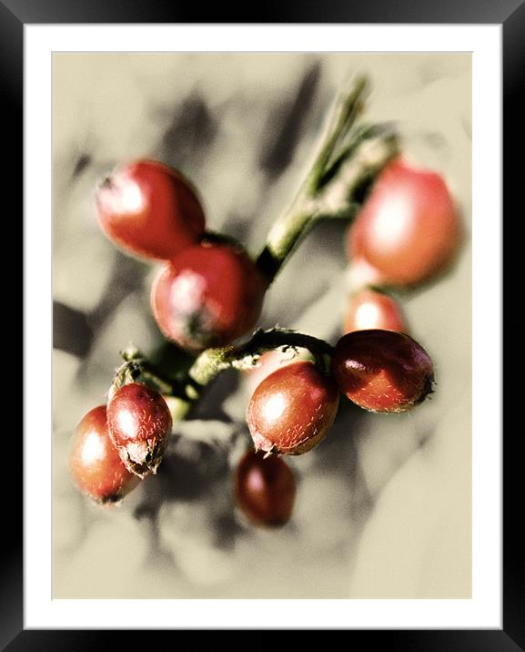 Berry Red Pic Framed Mounted Print by Fraser Hetherington