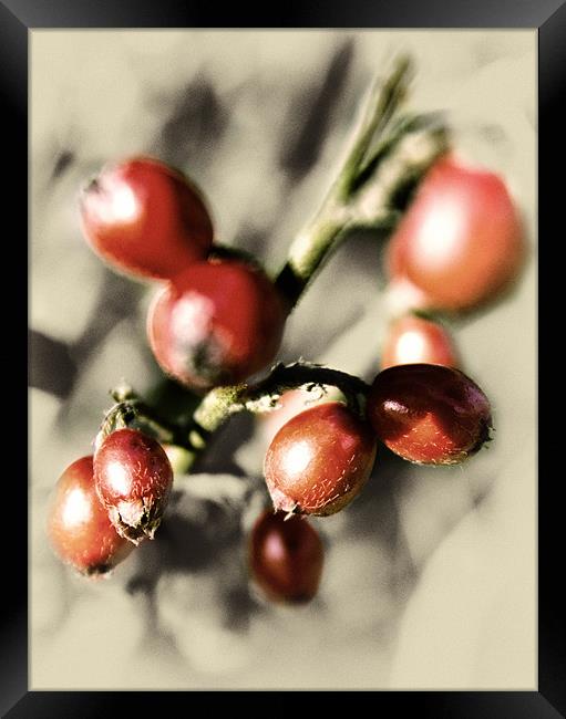 Berry Red Pic Framed Print by Fraser Hetherington