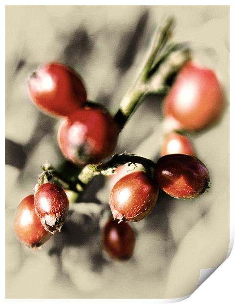 Berry Red Pic Print by Fraser Hetherington