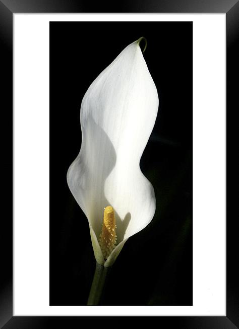 Pure White Calla Lily - Black Background Framed Print by john hartley