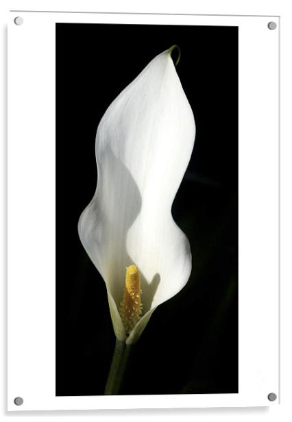 Pure White Calla Lily - Black Background Acrylic by john hartley