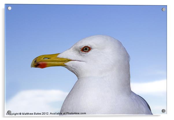 Seagull Portrait Acrylic by Matthew Bates