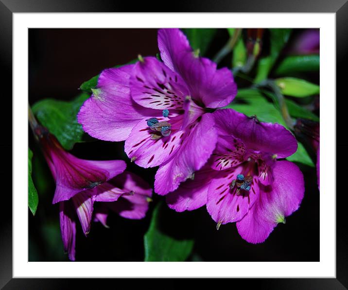peruvian lily Framed Mounted Print by linda cook