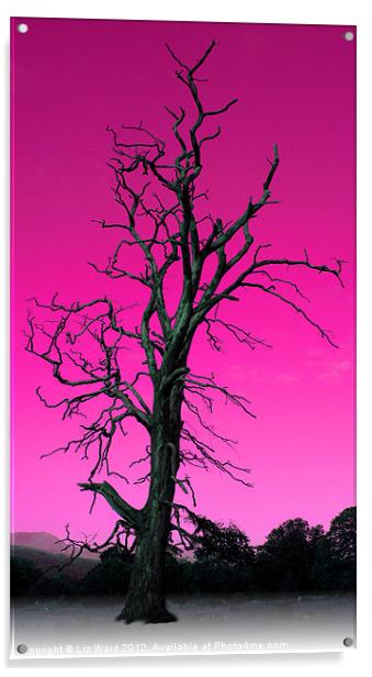 Old Tree Acrylic by Liz Ward