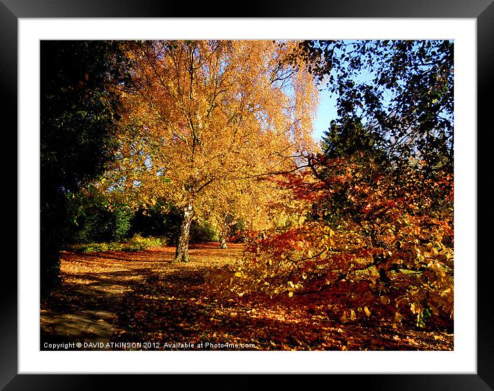 AUTUMNAL COLOURS Framed Mounted Print by David Atkinson