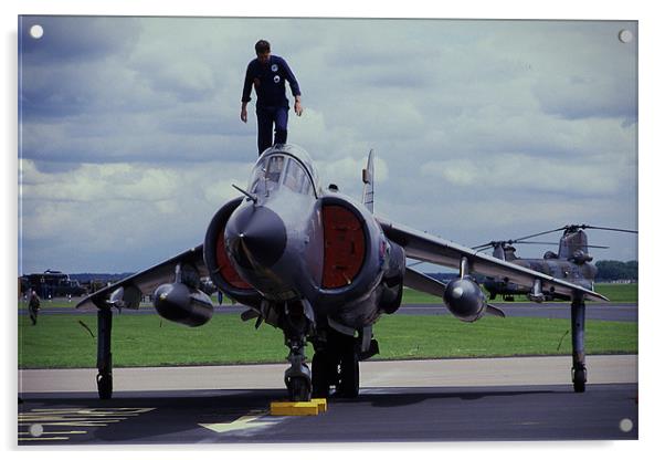 Harrier ready for action Acrylic by Paul Holman Photography