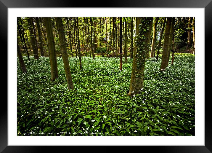 wild garlic in the woods Framed Mounted Print by meirion matthias