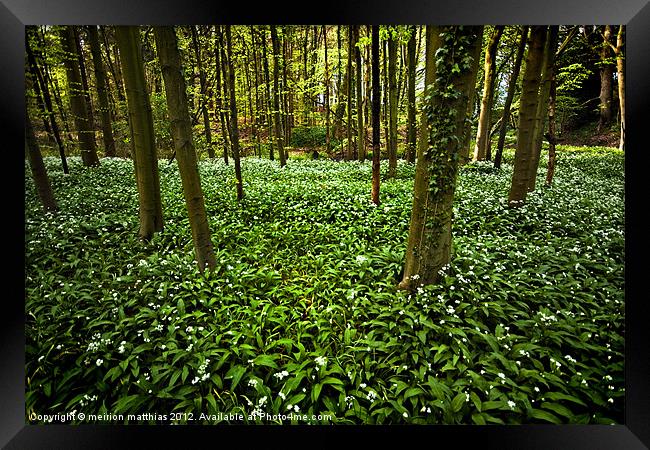 wild garlic in the woods Framed Print by meirion matthias