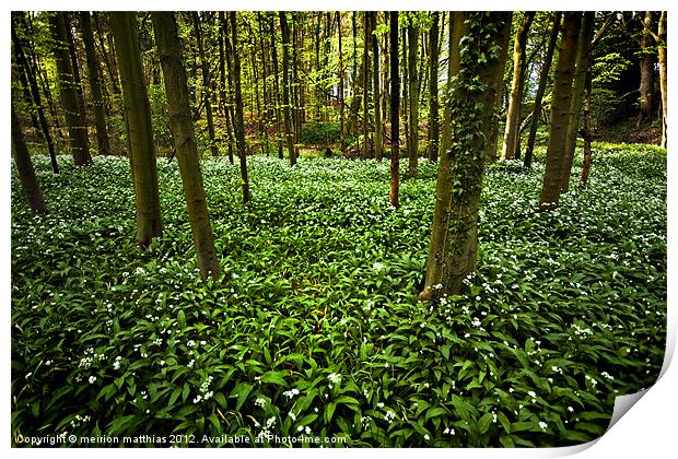 wild garlic in the woods Print by meirion matthias