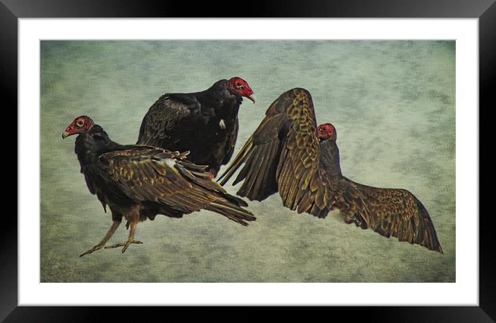 Three Turkey Vultures Framed Mounted Print by Tina Lindsay