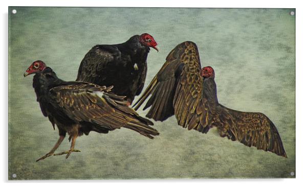 Three Turkey Vultures Acrylic by Tina Lindsay