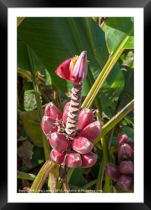 Pink Banana Plant Framed Mounted Print by Craig Lapsley