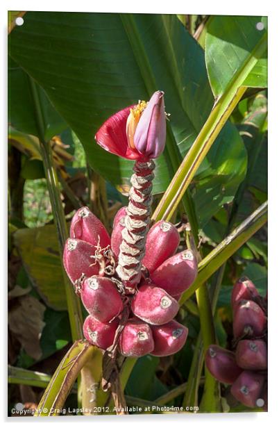Pink Banana Plant Acrylic by Craig Lapsley