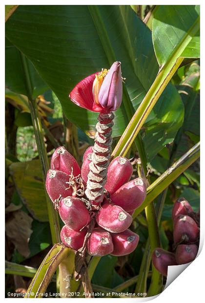 Pink Banana Plant Print by Craig Lapsley