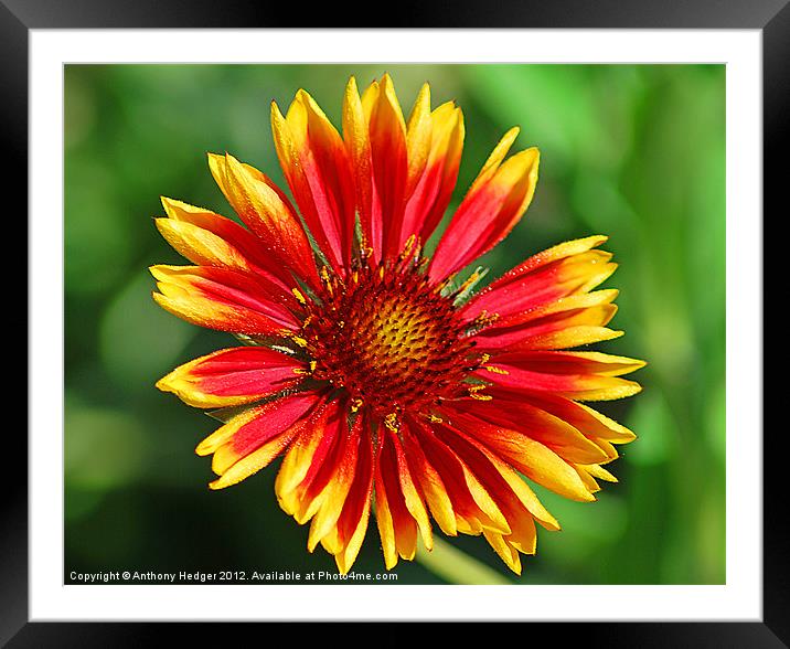 Dazzle Delight Framed Mounted Print by Anthony Hedger
