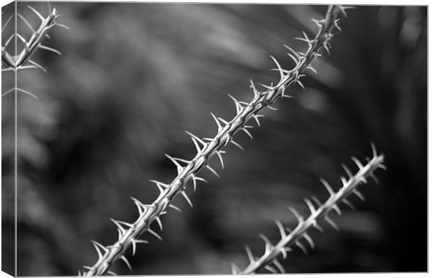 Spikes B/W Canvas Print by Nick Vaillette
