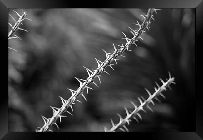 Spikes B/W Framed Print by Nick Vaillette