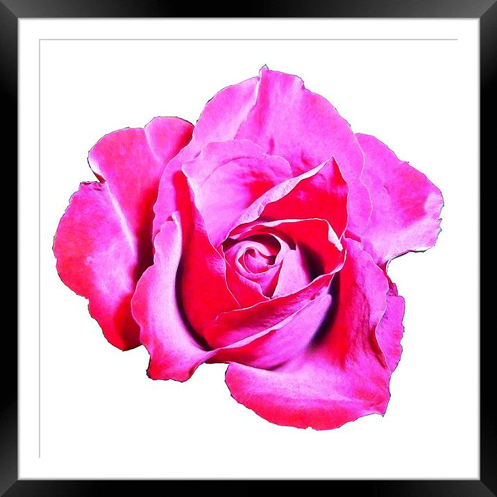 Cerise rose Framed Mounted Print by Sharon Lisa Clarke